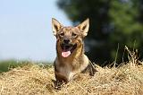 VASGOTASPETS 033